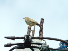 Anthus trivialis