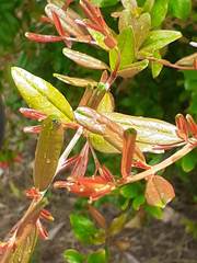 Scurrulinae