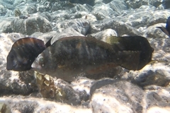 Calotomus viridescens