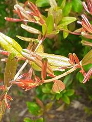 Scurrulinae