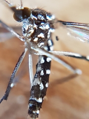 Aedes albopictus