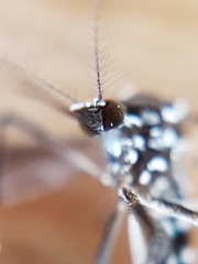 Aedes albopictus