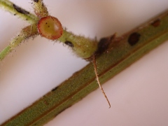 Desmanthus acuminatus