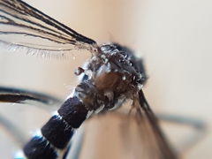 Aedes albopictus