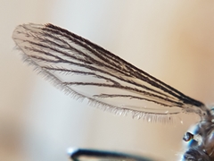 Aedes albopictus