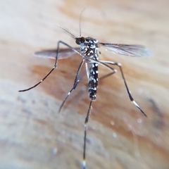 Aedes albopictus