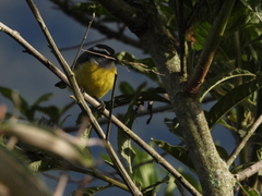 Coereba flaveola