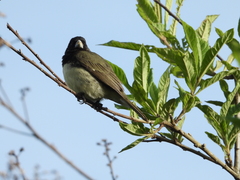 Sporophila nigricollis
