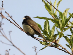 Sporophila nigricollis
