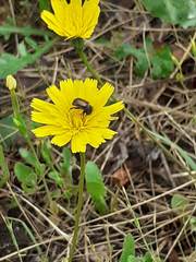 Chasmatopterus villosulus