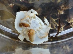 Cryptolithodes sitchensis