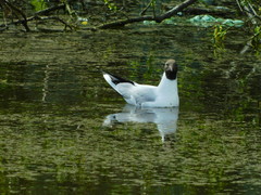 Chroicocephalus ridibundus