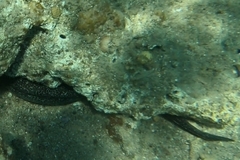 Gymnothorax flavimarginatus