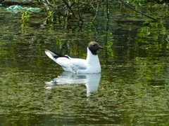 Chroicocephalus ridibundus