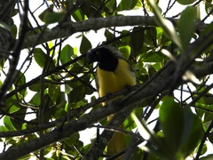 Cyanocorax yncas