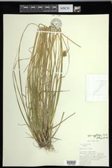 Carex cryptolepis