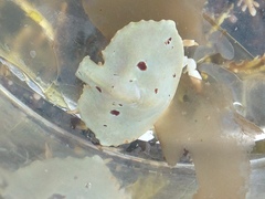 Cryptolithodes sitchensis