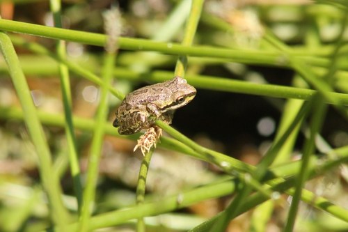 iNaturalist observation photo of Pacific chorus frog
