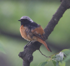 Phoenicurus auroreus