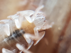 Armadillidium arcangelii