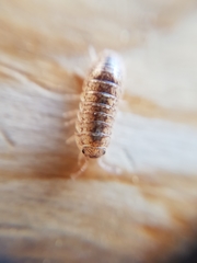 Armadillidium arcangelii