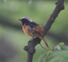 Phoenicurus auroreus