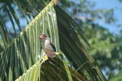 Tityra semifasciata