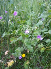 Geranium