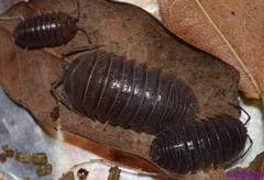 Armadillidium grimmi