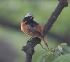 Phoenicurus auroreus