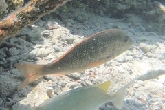 Lethrinus borbonicus
