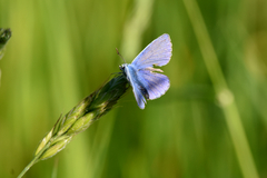 Polyommatus icarus