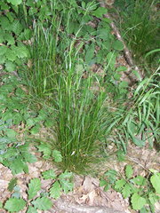 Festuca heterophylla