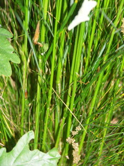 Festuca heterophylla