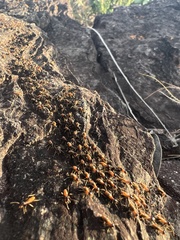 Constrictotermes rupestris