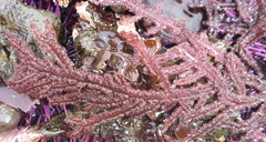 Neoptilota densa