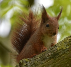 Sciurus vulgaris