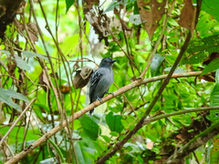 Thamnophilus amazonicus