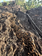 Constrictotermes rupestris