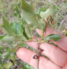 Disholcaspis pattersoni