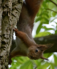 Sciurus vulgaris