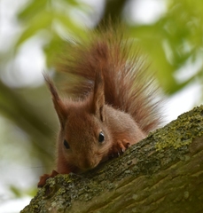 Sciurus vulgaris