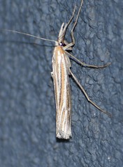 Eufernaldia cadarellus