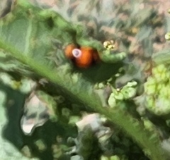 Coccinella transversoguttata