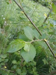 Salix