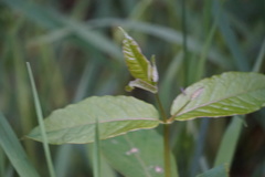Lysimachia vulgaris
