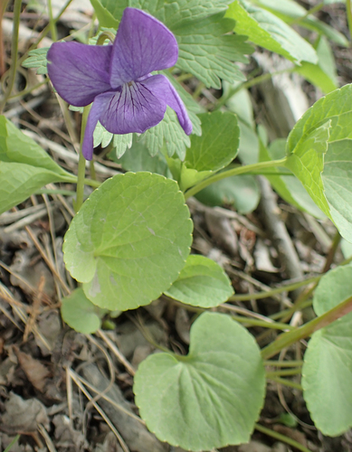 Viola langsdorffii, photograph 1
