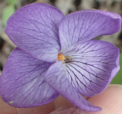 Viola langsdorffii