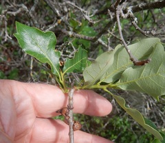 Disholcaspis pattersoni