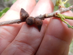 Disholcaspis pattersoni